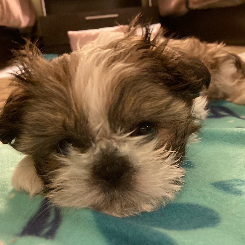 Meet your Posher, Laura